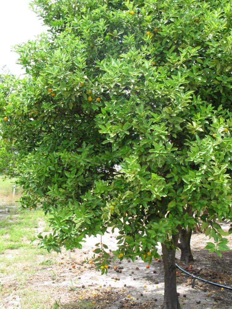            Habit (Winter Haven, FL)   